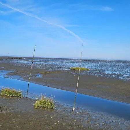 Seeschwalbe Holssel